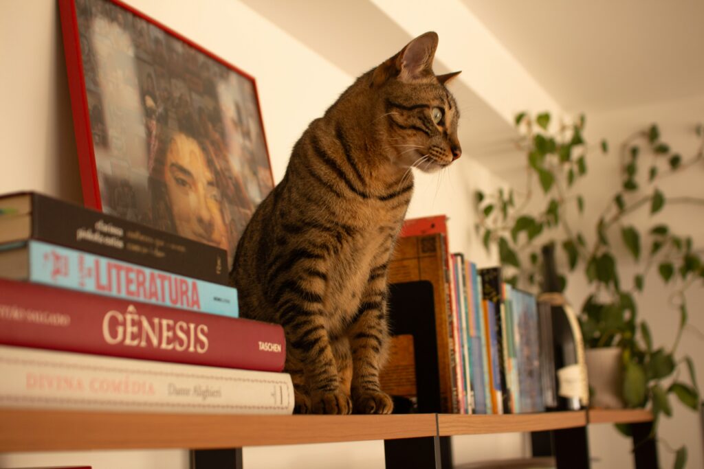 chat-etagere-appartement