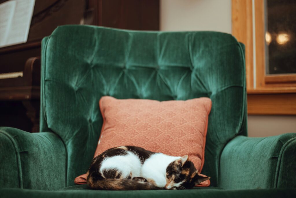 chat-fauteuil-appartement