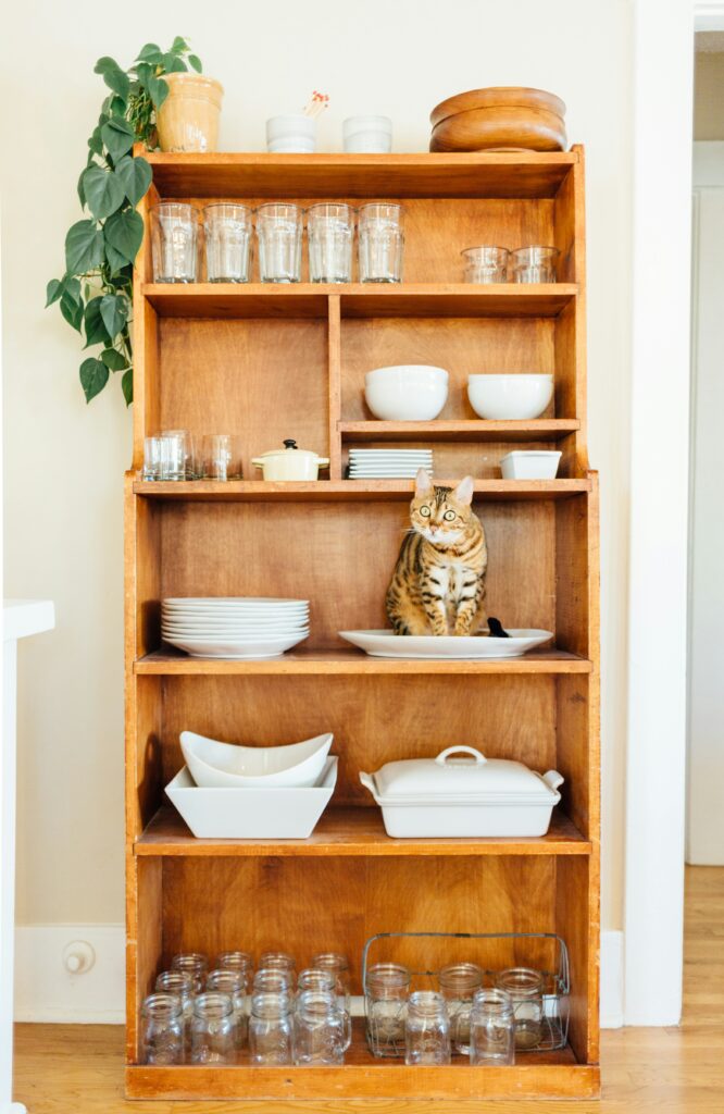 chat-meuble-appartement