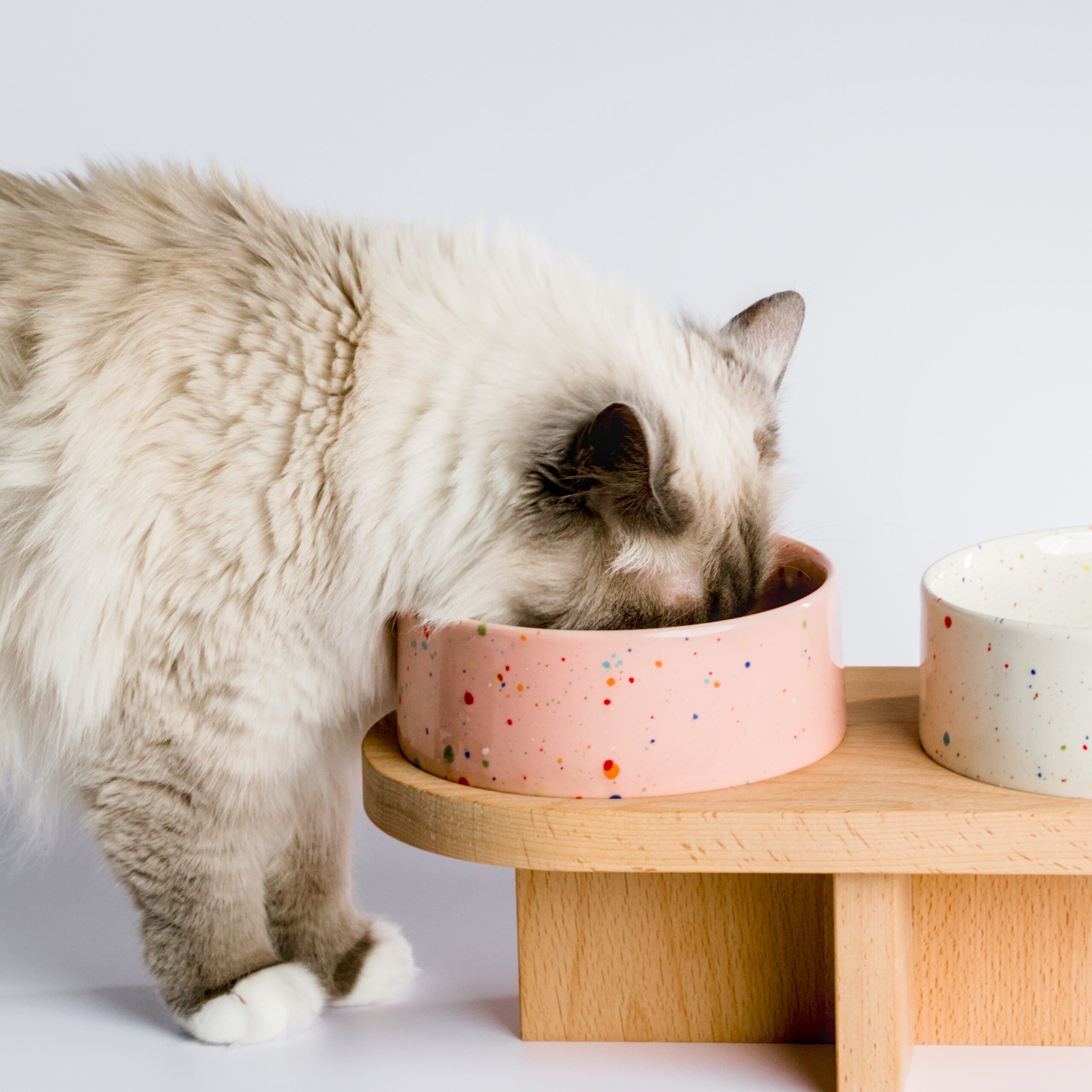 Gamelles chat design surélevée